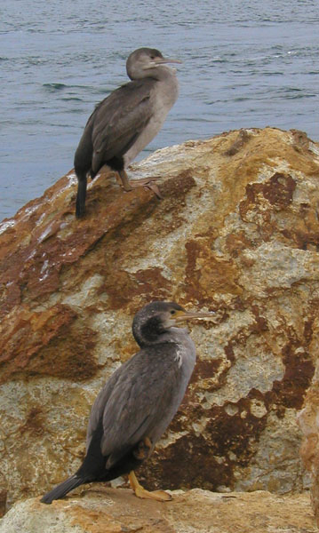NZ0256.jpg