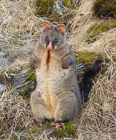 NZ0508.jpg