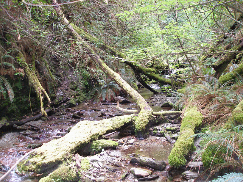 NZ0568.jpg